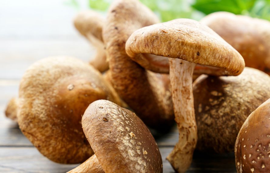 champignon shiitake